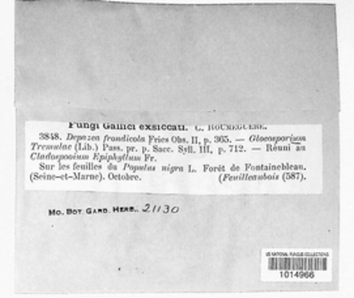 Sphaerulina frondicola image